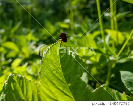 Macro shot of a shield bug on a leaf tip watching the sunset. 140472753