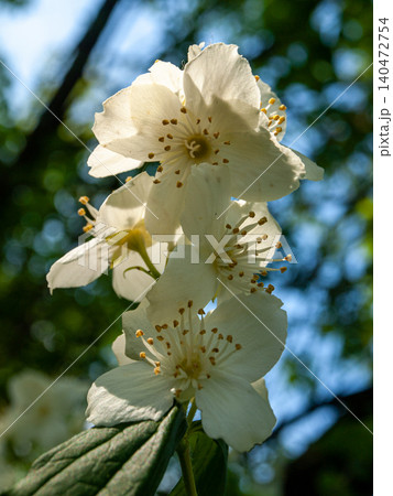 Perfect sweet mock orange blossom in a spring garden. 140472754