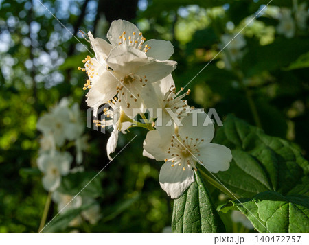 Sweet mock orange bush in full bloom during spring. Sweet mock orange bush in full bloom during spring. 140472757