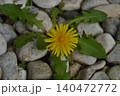 石ころとタンポポ 140472772