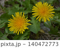 石ころとタンポポ 140472773