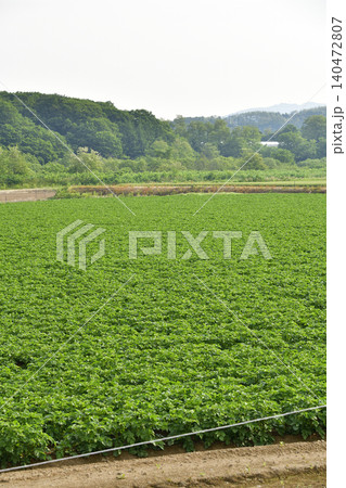 初夏の北海道厚沢部町でジャガイモ畑の風景を撮影 初夏の北海道厚沢部町でジャガイモ畑の風景を撮影 140472807