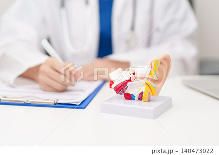 Doctor with human Ear anatomy model. Ear disease, Atresia, Otitis Media, Pertorated Eardrum, Meniere syndrome, otolaryngologist, Ageing Hearing Loss, Schwannoma and Healthcare medical concept Doctor with human Ear anatomy model. Ear disease, Atresia, Otitis Media, Pertorated Eardrum, Meniere syndrome, otolaryngologist, Ageing Hearing Loss, Schwannoma and Healthcare medical concept 140473022