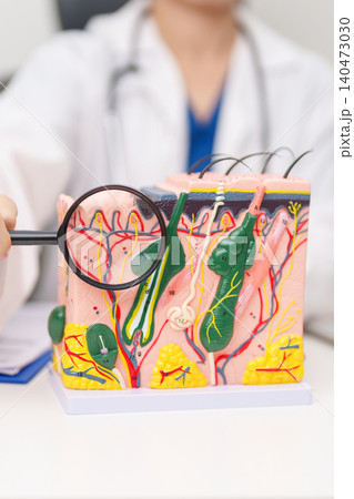 Dermatologist with anatomy model of human skin with hair. Doctor show structure of Skin, Skin disease and Hair loss. Health care, Dermatology treatment, Cosmetic surgery and Beauty consultation clinic Dermatologist with anatomy model of human skin with hair. Doctor show structure of Skin, Skin disease and Hair loss. Health care, Dermatology treatment, Cosmetic surgery and Beauty consultation clinic 140473030