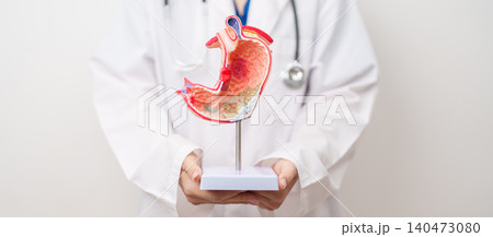 Doctor with Gastric anatomy model. Gastroenterologist consultation, stomach diseases and ulcers, November stomach cancer, Gastroesophageal Reflux Disease, GERD, Acid reflux and healthcare medical Doctor with Gastric anatomy model. Gastroenterologist consultation, stomach diseases and ulcers, November stomach cancer, Gastroesophageal Reflux Disease, GERD, Acid reflux and healthcare medical 140473080