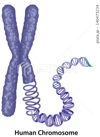 Vector Illustration of a Human Chromosome Uncoiling into a DNA Double Helix Vector Illustration of a Human Chromosome Uncoiling into a DNA Double Helix 140473234