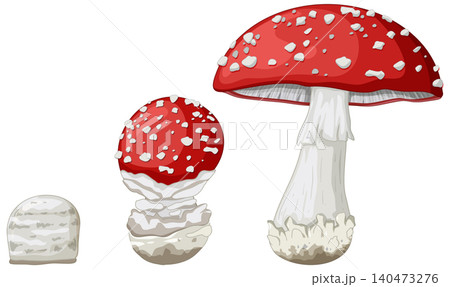 Growth Stages of Amanita Muscaria Fly Agaric Mushroom Vector Illustration 140473276