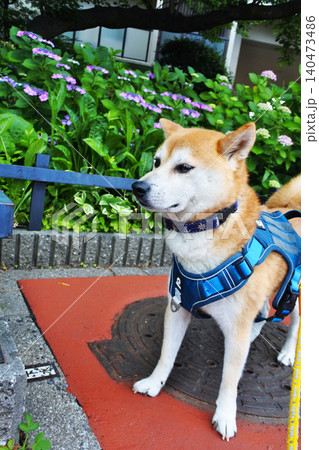 柴犬と暮らす愉快なペットライフ 140473486