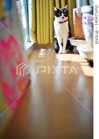 飼い猫と暮らす愉快な生活 飼い猫と暮らす愉快な生活 140473492