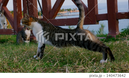Tabby white cat stretching on grass near red wooden fence Tabby white cat stretching on grass near red wooden fence 140473642
