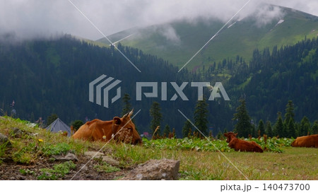 Brown cattle grazing mountain meadow surrounded by coniferous forest Brown cattle grazing mountain meadow surrounded by coniferous forest 140473700