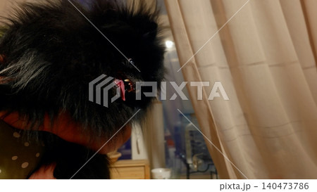 Black cat looking out window near beige curtains indoors 140473786