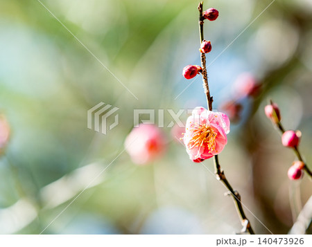 早春の咲き始めた清楚な紅梅 140473926