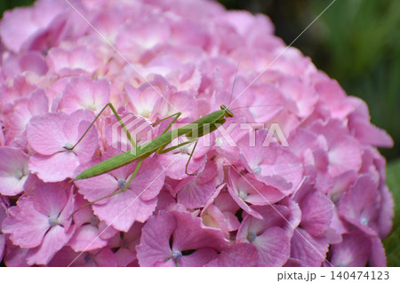 カマキリとアジサイの花 カマキリとアジサイの花 140474123