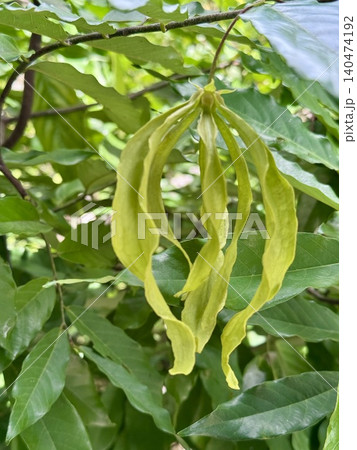 Ylang-Ylang flower on tree in tropical garden 140474192