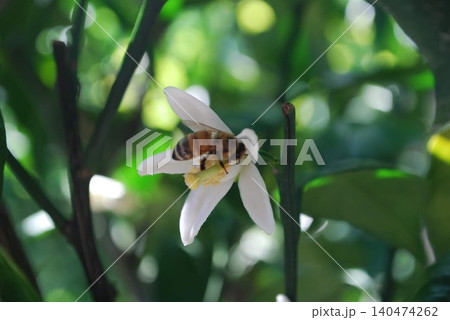 みかんの花と蜂 みかんの花と蜂 140474262