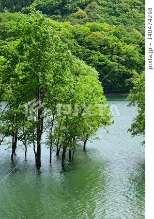 錦秋湖の水没林 錦秋湖の水没林 140474298