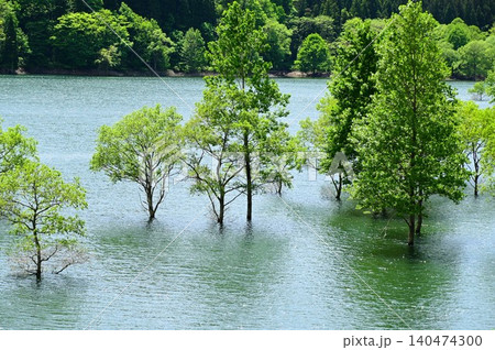 錦秋湖の水没林 140474300