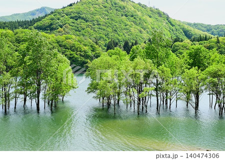 錦秋湖の水没林 140474306