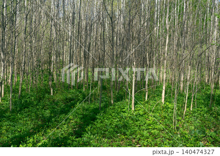 Aspen grove in the spring. Spring in the forest. Aspen grove in the spring. Spring in the forest. 140474327
