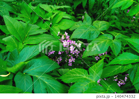 Purple flowers and green leaves in the garden. Nature background. Purple flowers and green leaves in the garden. Nature background. 140474332