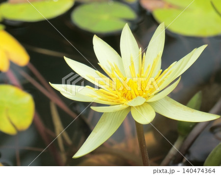 黄色いハスの花 黄色いハスの花 140474364