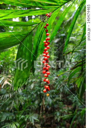 Close up view of bright red berries on walking stick palm in Dorrigo National Park in New South Wales, Australia. Detailed botanical scene showing colourful fruit growing in natural rainforest Close up view of bright red berries on walking stick palm in Dorrigo National Park in New South Wales, Australia. Detailed botanical scene showing colourful fruit growing in natural rainforest 140474465