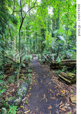 View of walkway going through Dorrigo National Park in New South Wales, Australia showing forest track surrounded by dense vegetation within natural rainforest environment. View of walkway going through Dorrigo National Park in New South Wales, Australia showing forest track surrounded by dense vegetation within natural rainforest environment. 140474466