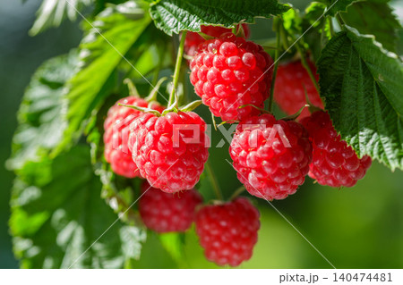 Branch of ripe raspberry on a bush in a garden 140474481