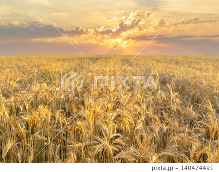 Field of ripening rye ears at sunset or sunrise time. Rye field on summer time Field of ripening rye ears at sunset or sunrise time. Rye field on summer time 140474491