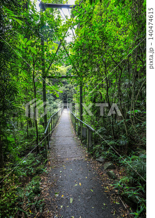 View of suspension bridge through rainforest in Dorrigo National Park, New South Wales, Australia. Scenic forest landscape showing elevated bridge structure surrounded by dense vegetation. 140474615