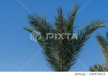 Palm tree fronds extend upward against a bright blue sky, highlighting the lush green leaves in a sunny outdoor environment Palm tree fronds extend upward against a bright blue sky, highlighting the lush green leaves in a sunny outdoor environment 140474623