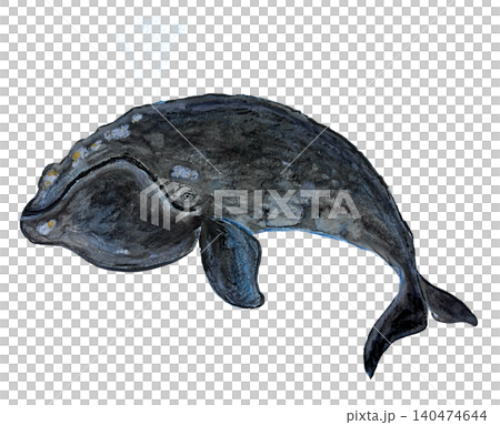 露脊鯨插圖 露脊鯨插圖 140474644