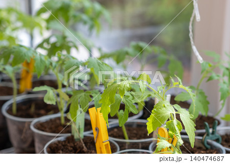 Growth of tomato seedlings in plastic glasses on a windowsill. Witness the emergence of delicate green leaves as the plants thrive indoors during spring Growth of tomato seedlings in plastic glasses on a windowsill. Witness the emergence of delicate green leaves as the plants thrive indoors during spring 140474687