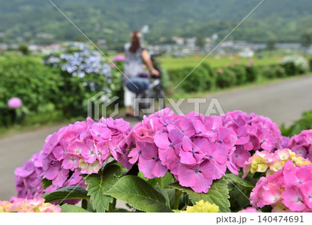赤いアジサイと自転車を曳く女性 赤いアジサイと自転車を曳く女性 140474691