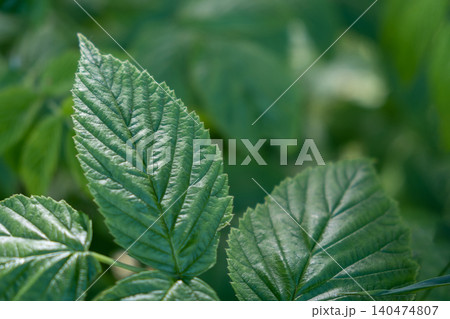 Close-up view of vibrant green leaves with detailed texture and patterns in a lush outdoor environment under bright daylight. 140474807