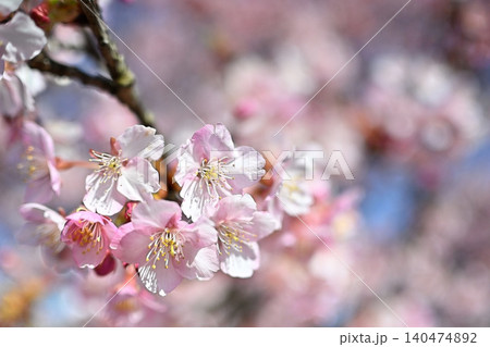ふんわり可愛い河津桜 140474892