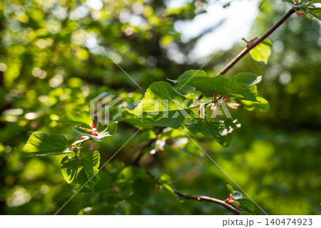 Sunlight filters through the leaves of a branch in a thriving garden, highlighting the lush greenery and the freshness of spring. Sunlight filters through the leaves of a branch in a thriving garden, highlighting the lush greenery and the freshness of spring. 140474923