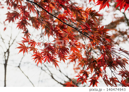 東京 青梅 武藏御嶽神社 紅葉 東京 青梅 武藏御嶽神社 紅葉 140474943