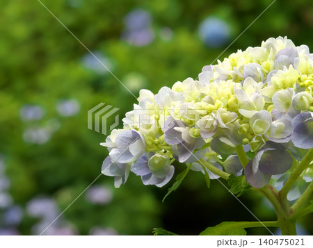 里山の水辺に咲く紫陽花 里山の水辺に咲く紫陽花 140475021