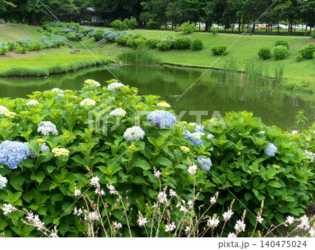 里山の水辺に咲く紫陽花 里山の水辺に咲く紫陽花 140475024