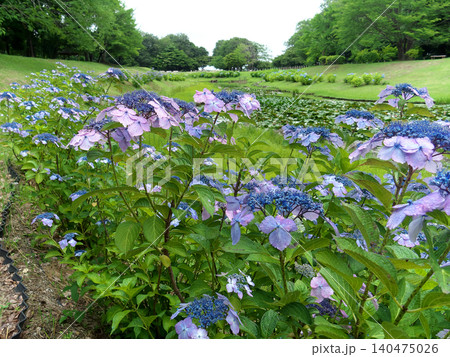 里山の水辺に咲く紫陽花 里山の水辺に咲く紫陽花 140475026