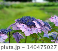 里山の水辺に咲く紫陽花 140475027