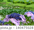 里山の水辺に咲く紫陽花 140475028