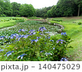 里山の水辺に咲く紫陽花 140475029