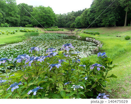 里山の水辺に咲く紫陽花 里山の水辺に咲く紫陽花 140475029