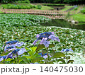 里山の水辺に咲く紫陽花 140475030