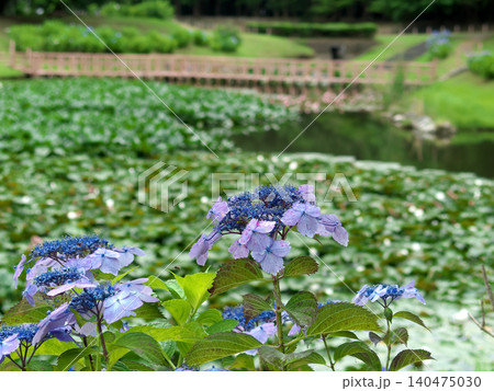 里山の水辺に咲く紫陽花 140475030