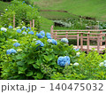 里山の水辺に咲く紫陽花 140475032