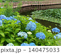里山の水辺に咲く紫陽花 140475033